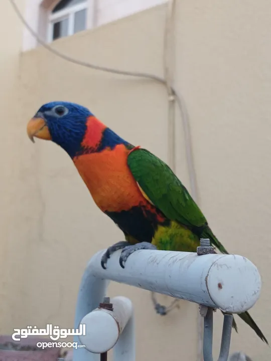 Red colour Lory fully hand tamed