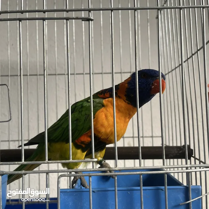 ببغاء لوري اليف  Cute Lori parrot