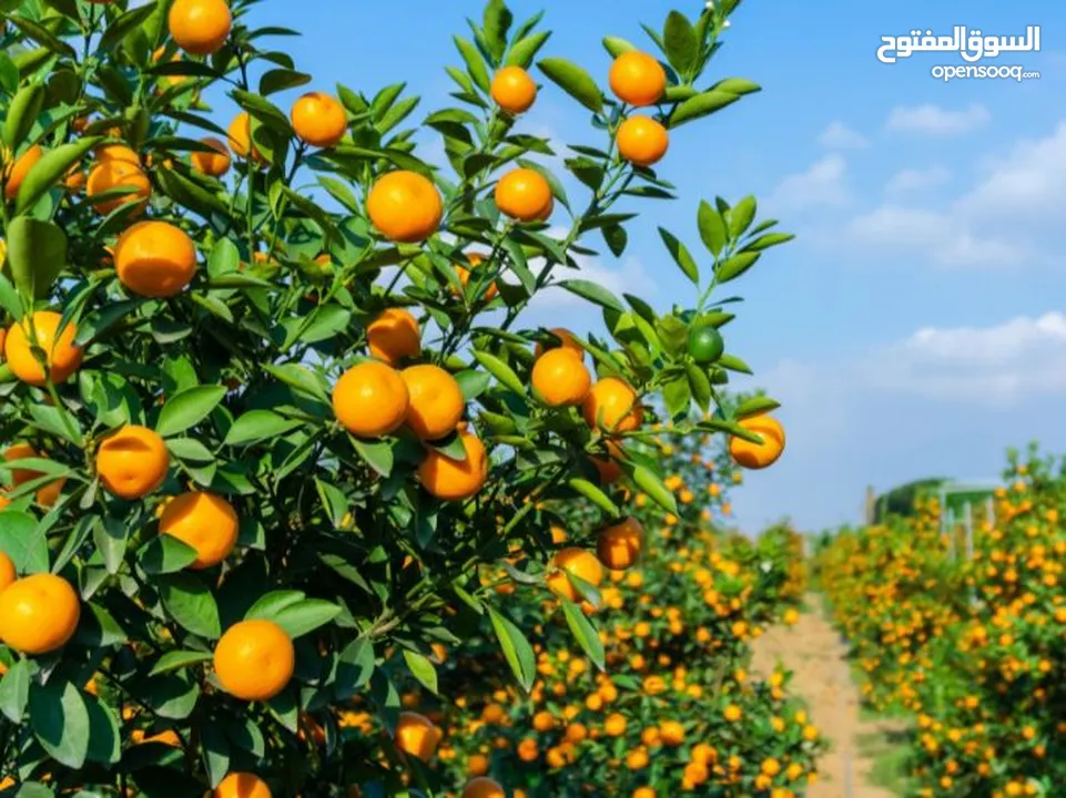 اشجار مثمره