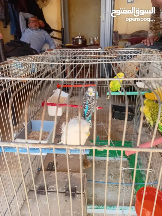 طيور حب بلدي +هوقو رومو