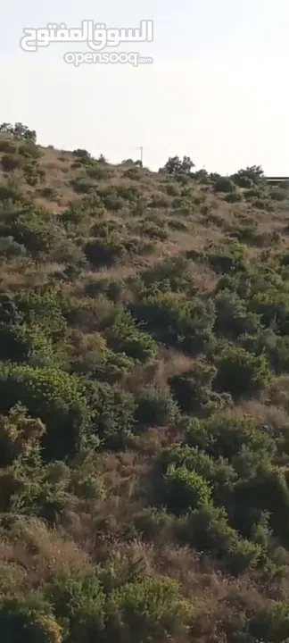 6دونمات ونصف للبيع في قريه صيدا