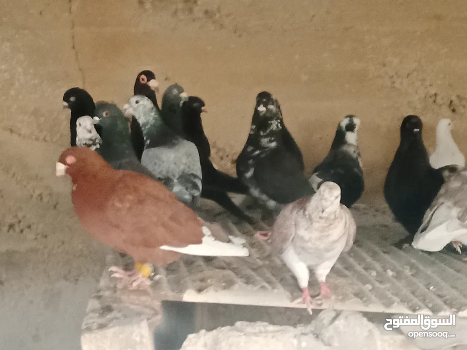 انواع حمام مشكلة للبيع
