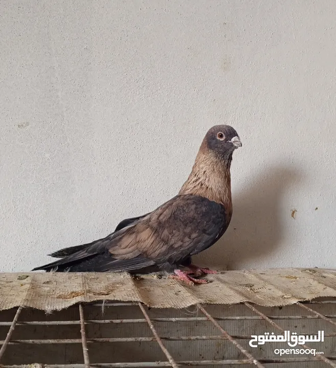 حمام للبيع