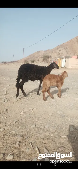 للبيع حمله سودانيه فلقت توم العمر شهرين سمنه فول