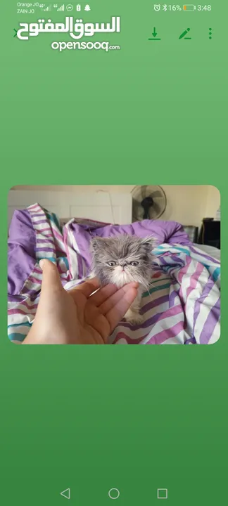 بيرشن  للبيع شهر ونص