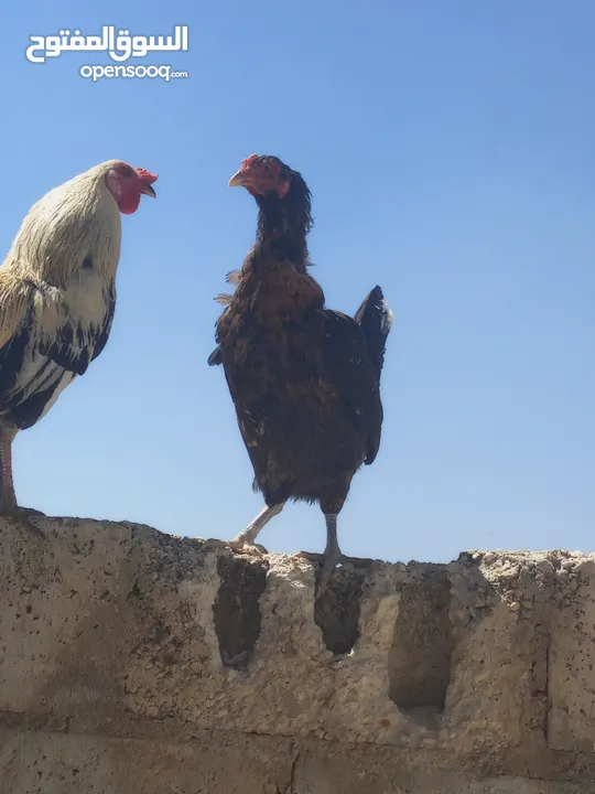 ديك ودجاجه للبيع الشراء يرن