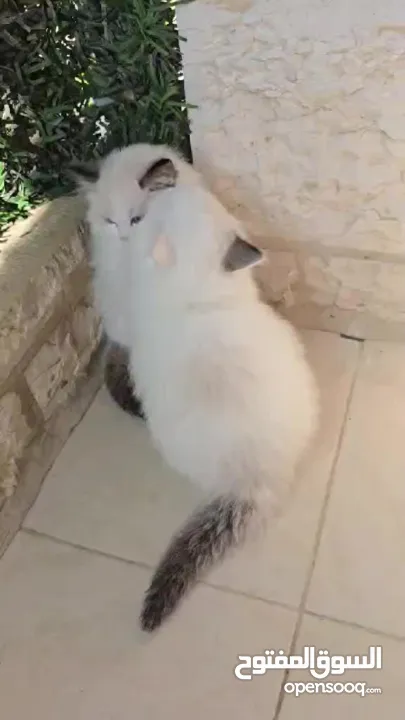 قطط راغدول دم صافي