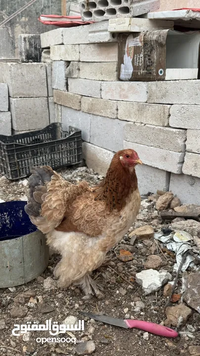 ديك وخمس دجاجات براهمي