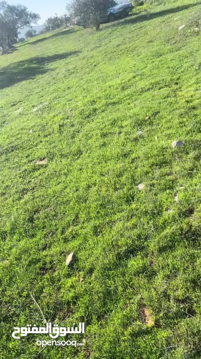 قطعة ارض للبيع في جنين