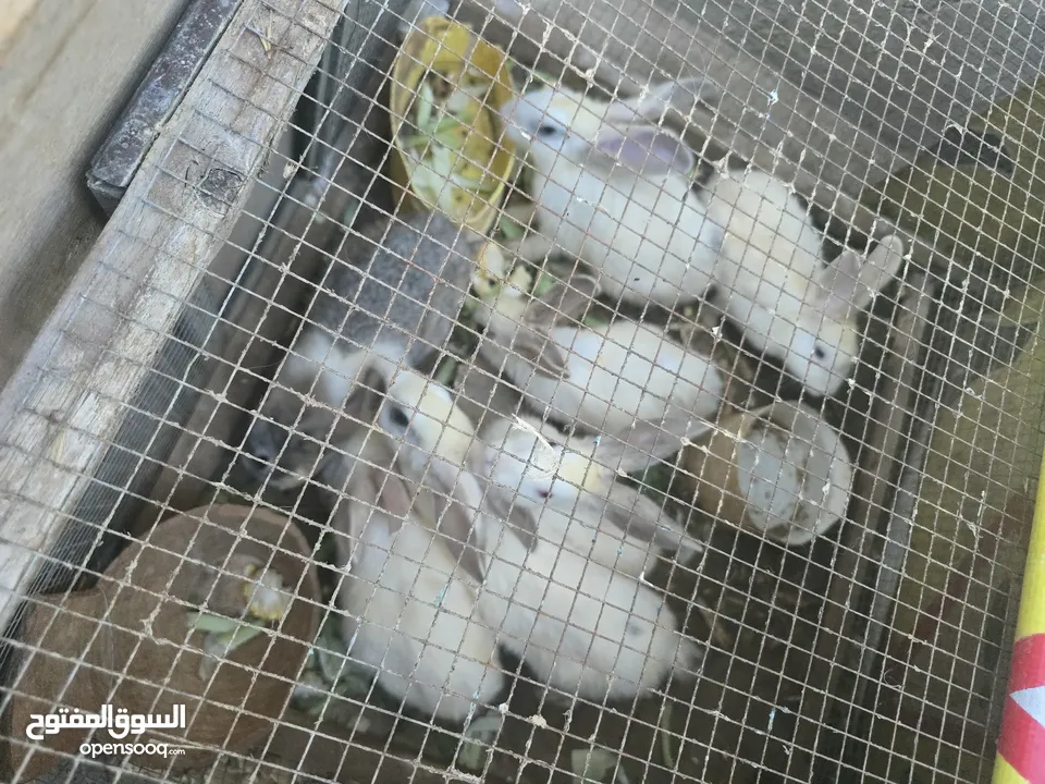 ارانب هجين متوفر اقرا الوصف