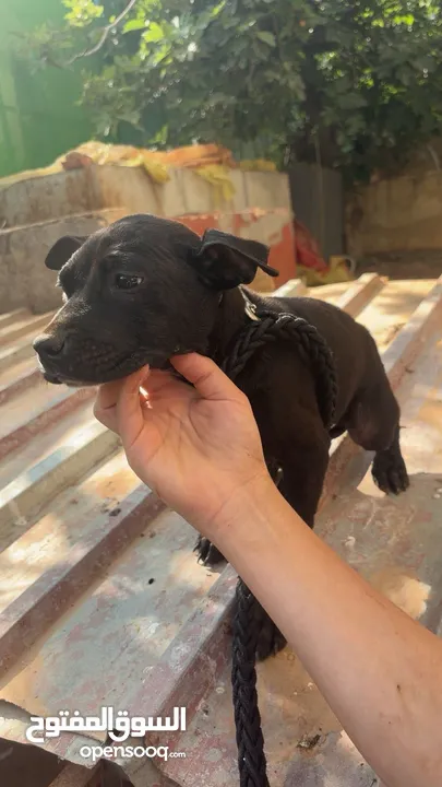 بيتبول بلاك نوز جروتين pitbull black nose puppies