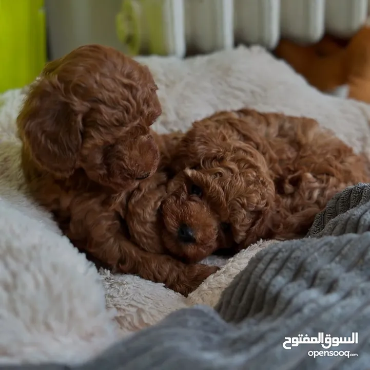 جراء بودل مستويات عالية جدا جدا جدا اهالي استيراد خارجي مستويات خرافية تسليم في أي عياده بيطرية
