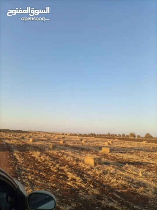 بالات تبن قمح للبيع