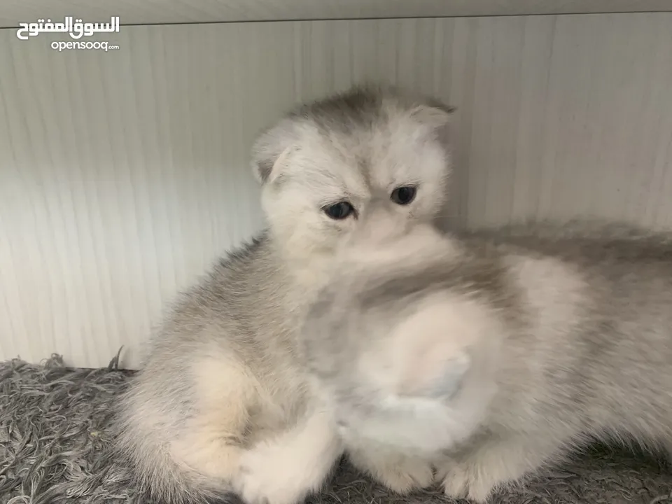 Scotch fold kittens