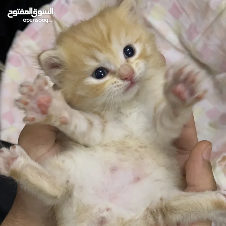 2 قطط كتنز مع امهم مرضعه