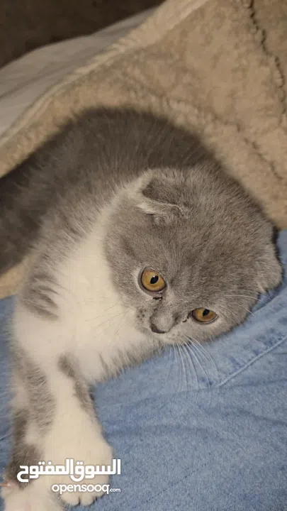 Scottish fold female kitten 3 month old