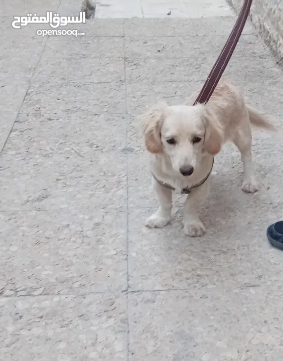 كلب كوكر سبانييل انثى عمرها 6أشهر لعوبة ذكية كيووووت لونها كابتشينو حلوووو حجم ميني للبيع