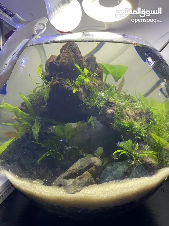 PLANTED AQUARIUM DIFFERENT SIZE AND PRICE