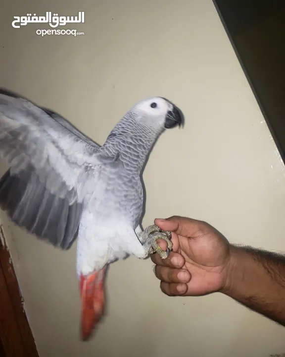 Very friendly African grey with paper