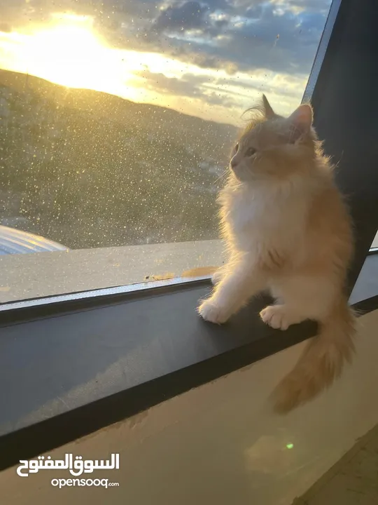 قطط شيرازي للبيع