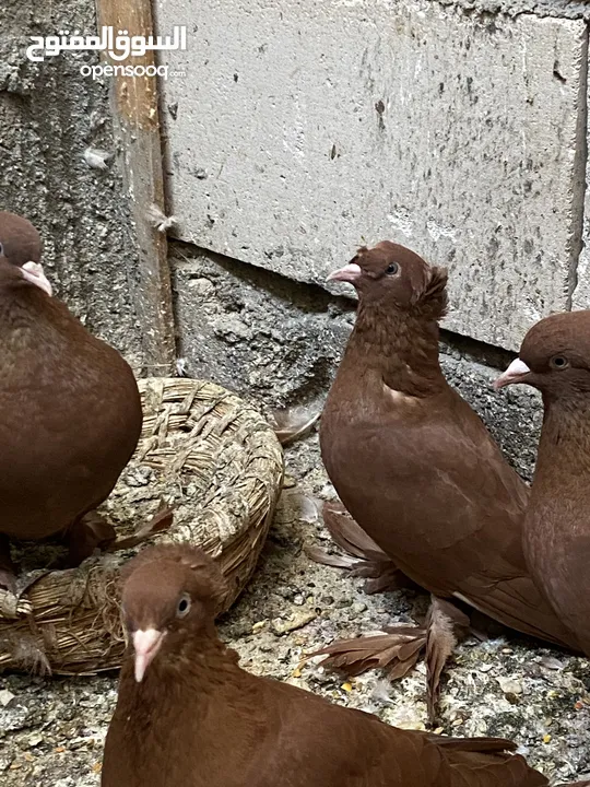 طيور رواعب نجفي للبيع