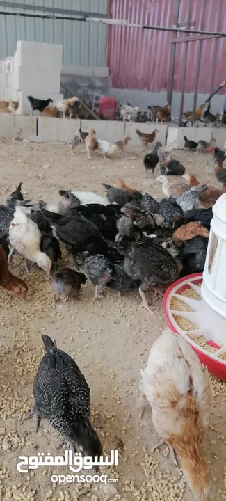 موجود صوص بلدي