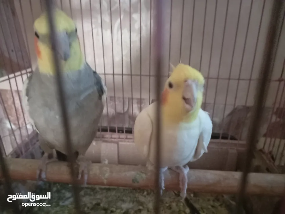 كوكتيل اليف