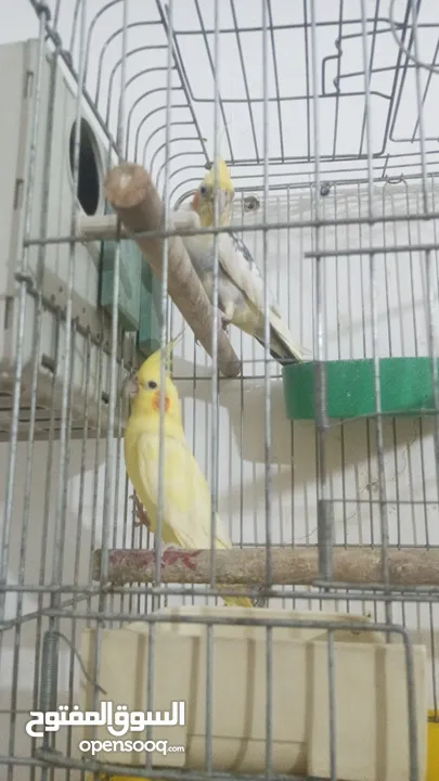 جوز دره شغالات انتاج