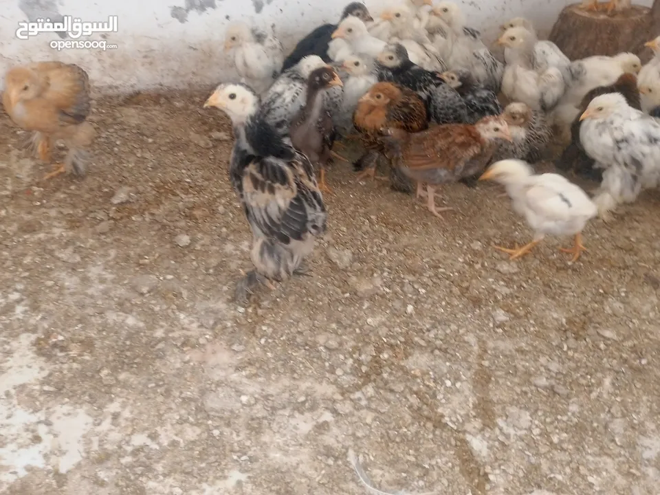 صيصان براهمي. بف