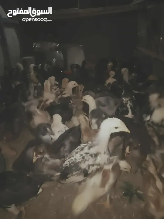 فراخ بناديق باكستاني