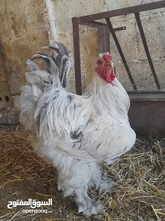 جاجه كوبرا راقده