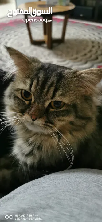 Beautiful chinchilla trained cat