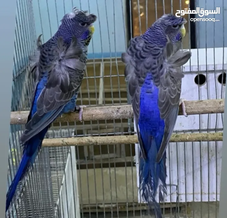 فراخ بلاك فيس  اللوان مميزه