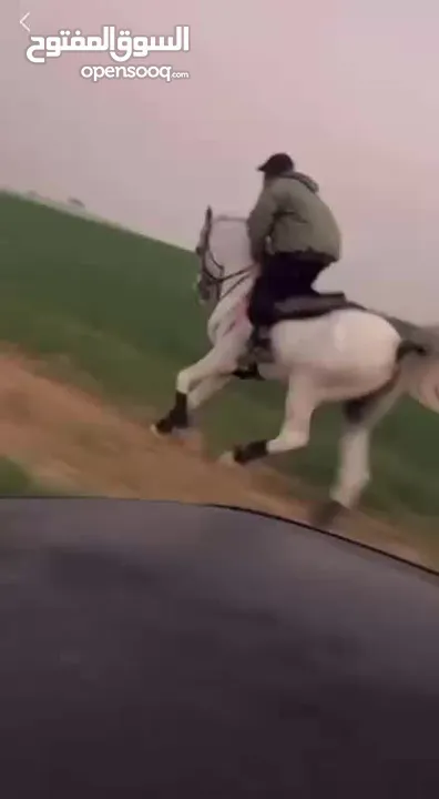 خيل فحل للبيع