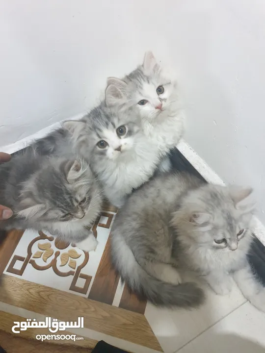 5 قطط الام هملايا و الاب سكوتش