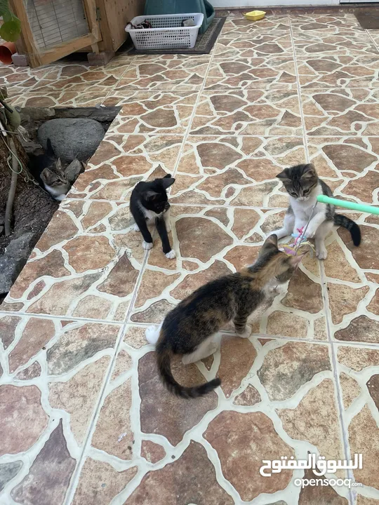 4 kittens Free
