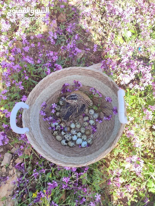 بيض سمان بلدي - طازج ونظيف من مزارعنا