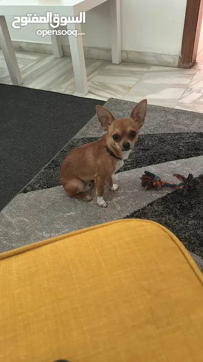 تشواوا ذكر Chihuahua male 10 months