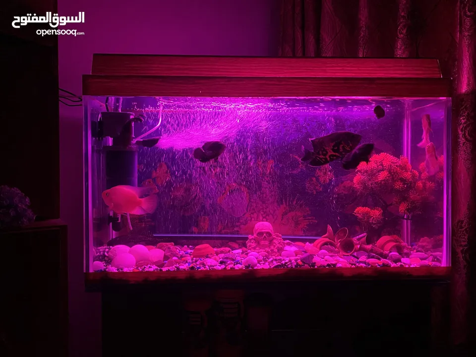 حوض سمك اوسكر كامل اغراضو للبيع