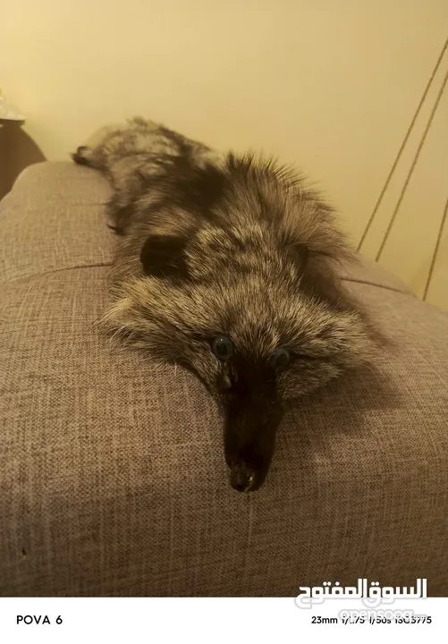 فروه silver fox