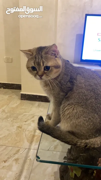 قط ذكر للبيع سكوتش ستريت بيور من أصول مسجله مستورده قط تزاوج لتحسين النسل