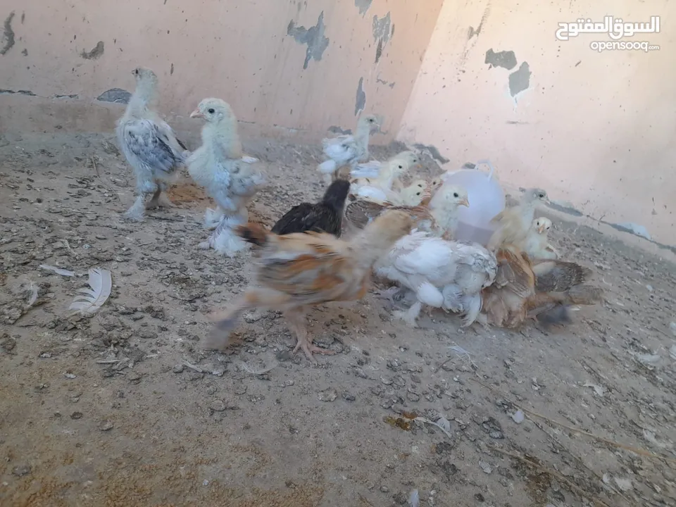 صيصان براهما مستويات عالية
