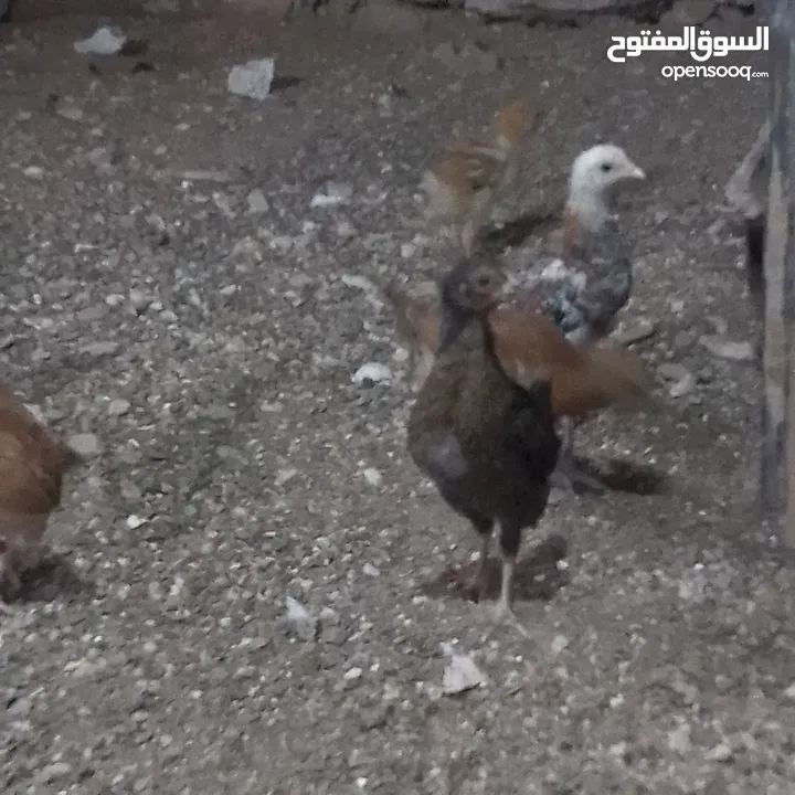 صوص عمر شهر بزره طيبه وفي منها لوهمن