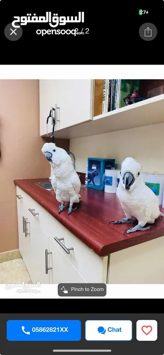 Cockatoo and Macaw parrots available, WhatsApp only