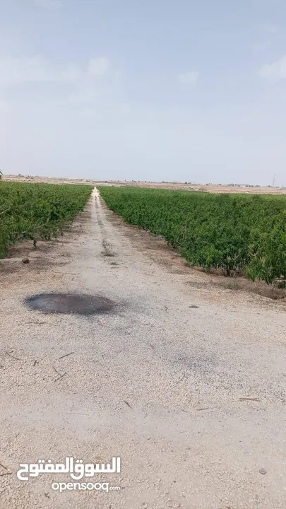 فرصه لااااااااتعوض في البستانه اراضي مميزة من مالكها /المفرق البادية الشمالية