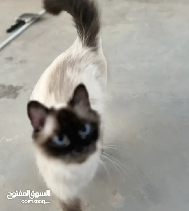 قطه هملايا حلوه وأليفه