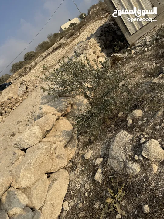 ارض للبيع (عقار)