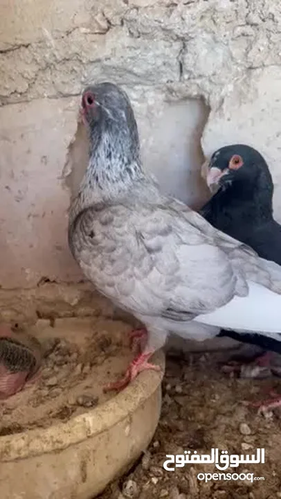 جوز مسويد بيروتيات قد كف اليد  تحتيهم بيض وفراخ للبيع بدوان فراخ قالب بدل على فراخل مكريش