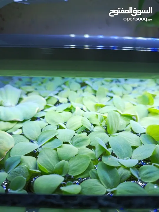 سمك ، نبات طافي طبيعي لأحواض السمك (مفيد للـ سمك) من نوع Dwarf water lettuce