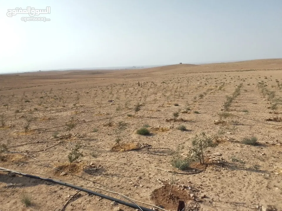 عشره دنمات للبيع